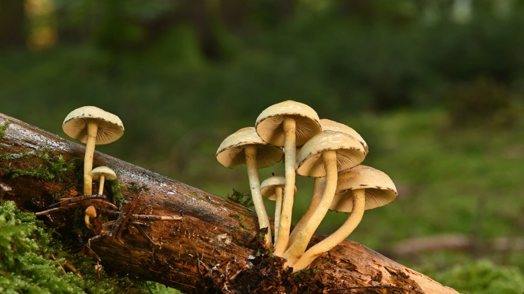 Micologia en otoño en bizkaia